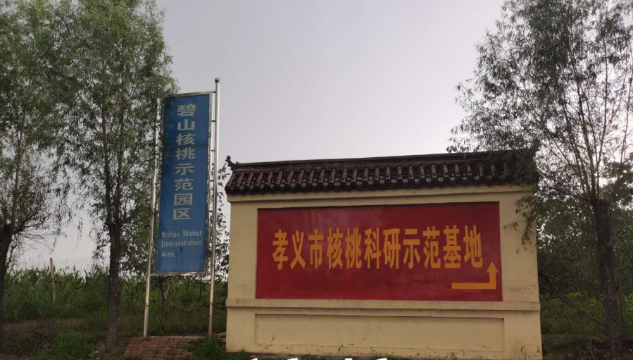 孝義農產品大市場丨力爭讓孝義核桃插上翅膀，飛向全國！